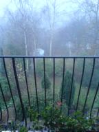 fog garden // 480x640 // 89.7KB