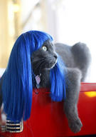 cat cute ilolled wig // 300x426 // 25.9KB