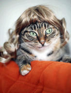 cat cute ilolled wig // 329x432 // 31.1KB