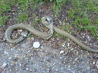 grass-snake snake ukc // 1632x1224 // 449.7KB