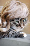 cat cute ilolled wig // 288x432 // 34.6KB