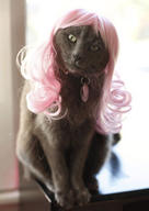 cat cute ilolled misha wig // 306x432 // 22.7KB