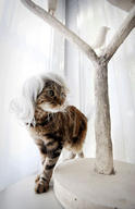 cat cute ilolled wig // 280x432 // 21.7KB