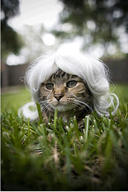 cat cute ilolled wig // 287x432 // 31.2KB