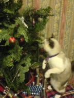 cat christmas cookie tree // 480x640 // 103.0KB