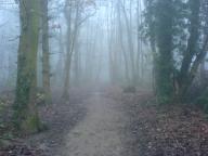 fog path stump vines woods // 640x480 // 73.6KB