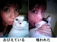 cat eat korea meme // 481x357 // 30.2KB