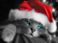 cat christmas // 1024x768 // 262.9KB