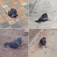 ilolled pigeon // 515x515 // 73.2KB
