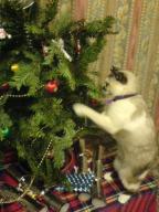 cat christmas cookie tree // 480x640 // 103.0KB