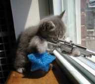 kitten sniper // 360x320 // 48.3KB