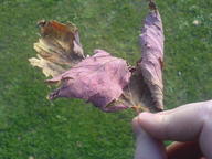 leaf ukc // 1632x1224 // 410.0KB