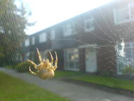 spider spider_web // 1632x1224 // 296.7KB