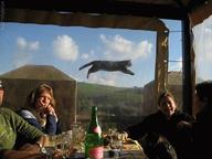 cat jump nanosecond perspective photo // 650x487 // 64.0KB