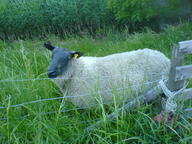 2007 amsterdam sheep // 1632x1224 // 557.3KB