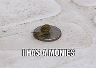 coin i_has_a money snail // 800x568 // 356.1KB