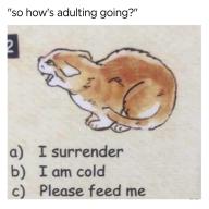 adulting cat ilolled mood // 1440x1440 // 107.9KB